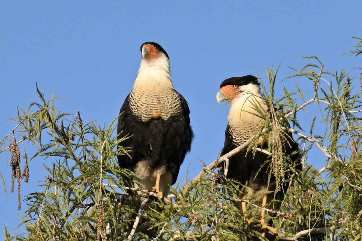 Crested Caracara - ML647106353