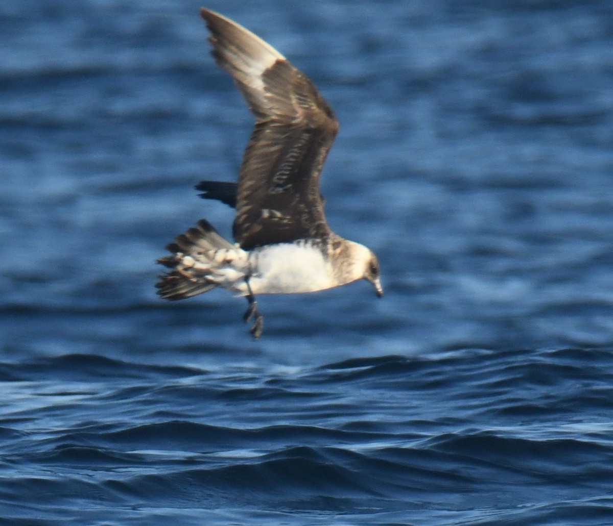 Pomarine Jaeger - ML647106356