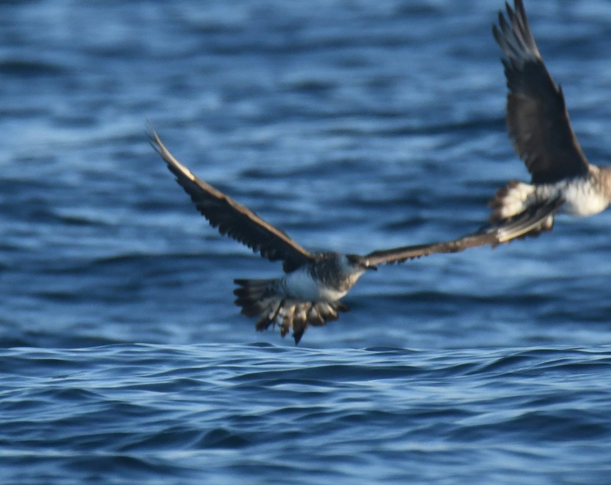 Pomarine Jaeger - ML647106357