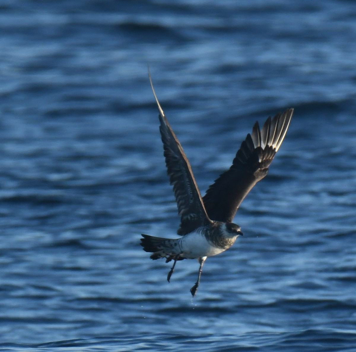 Pomarine Jaeger - ML647106358