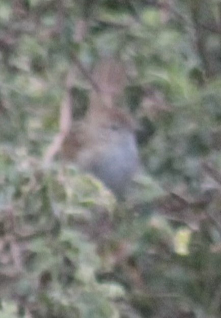 Матата руда - ML647106359