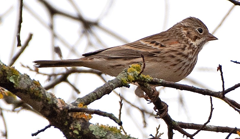 Vesper Sparrow - ML647106363