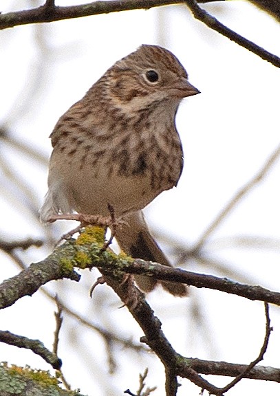 Vesper Sparrow - ML647106364