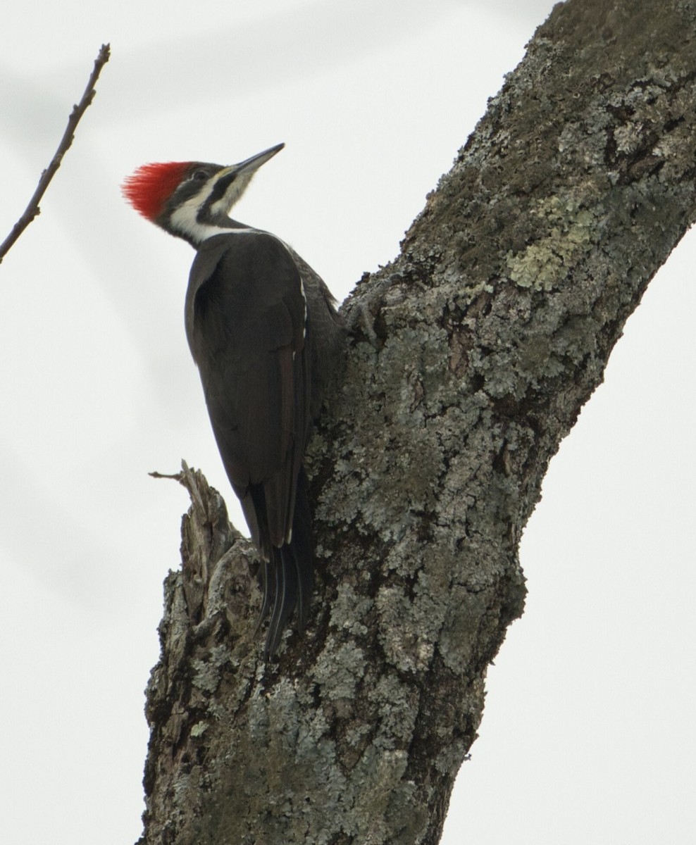 hvitbrynsvartspett - ML647106370