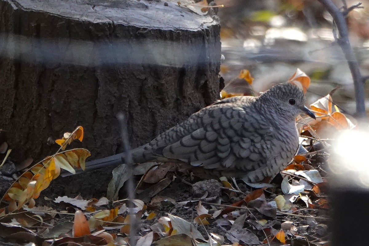 Inca Dove - ML647106378