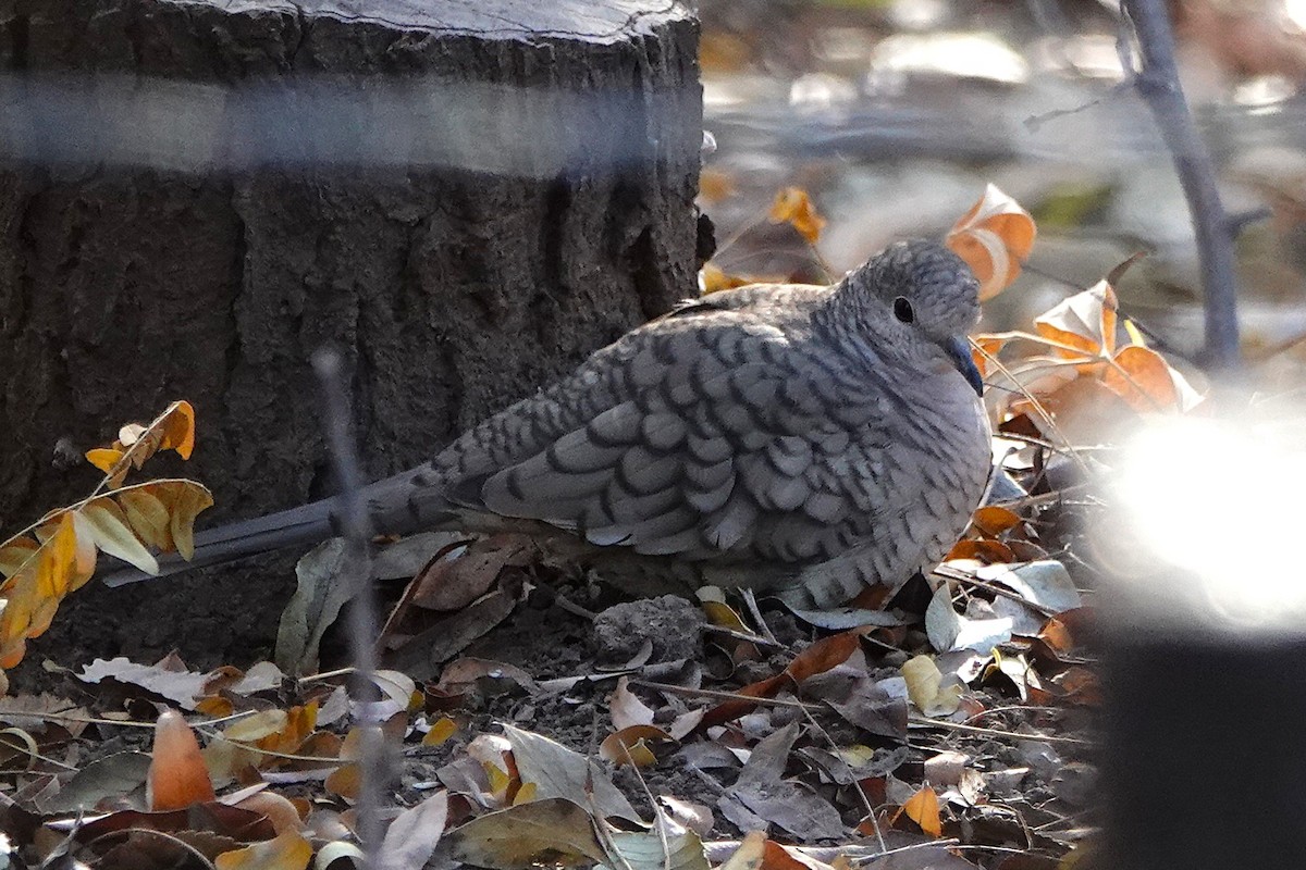 Inca Dove - ML647106379