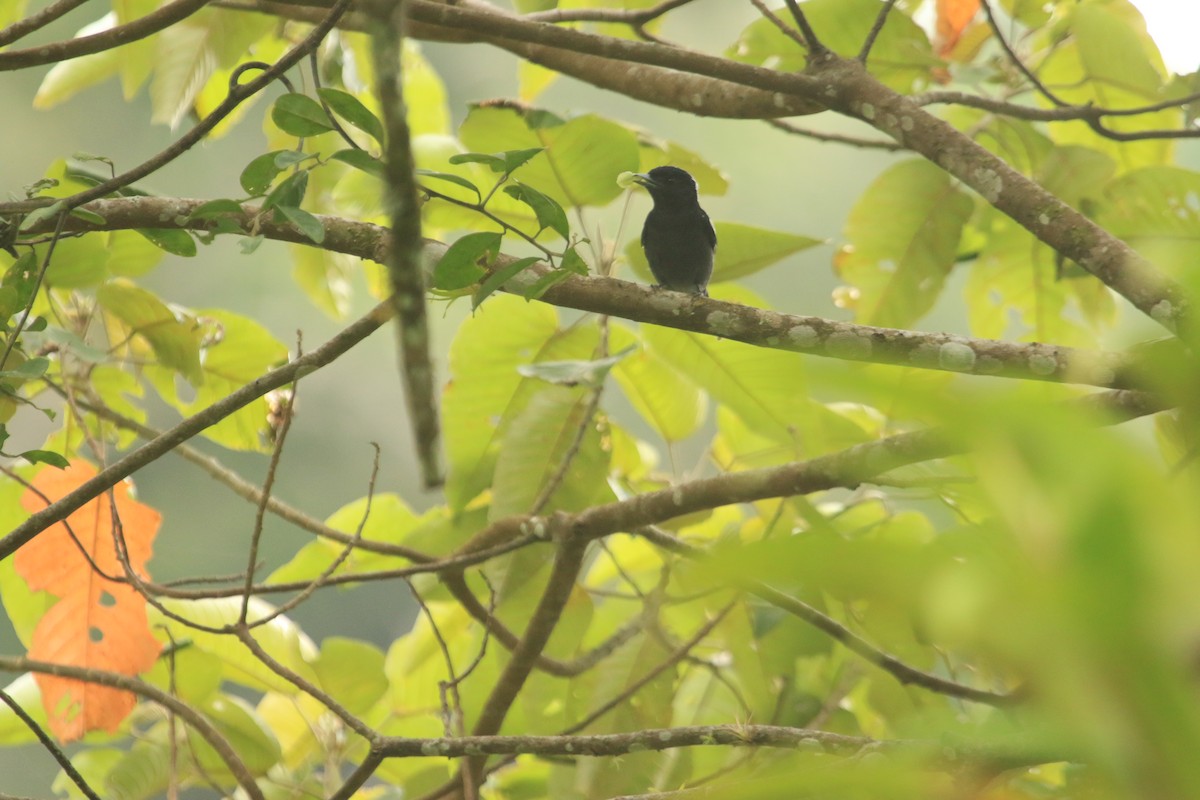 White-winged Becard - ML647106394