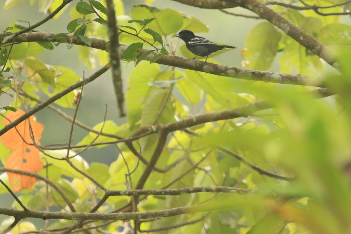 White-winged Becard - ML647106395