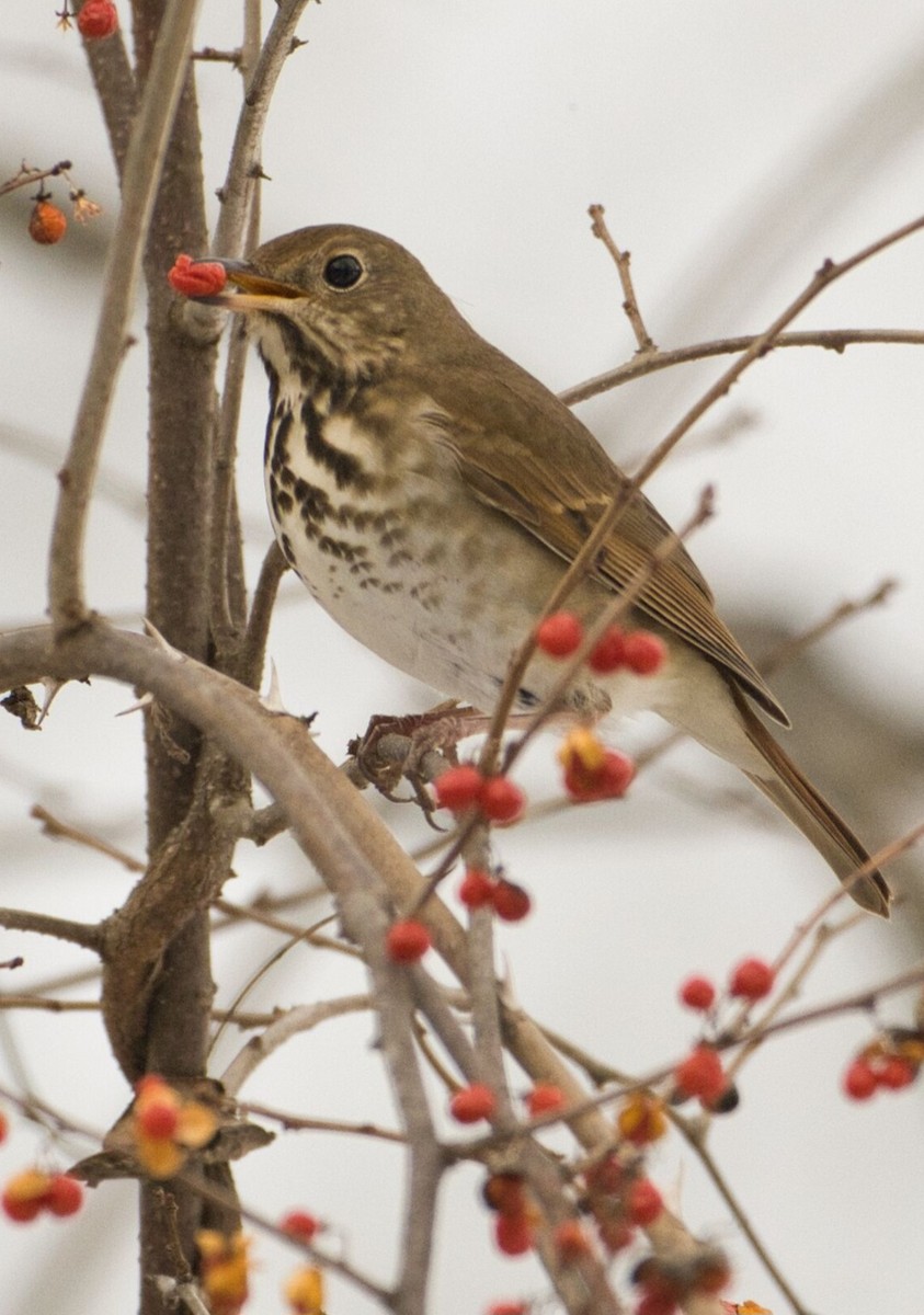 Zorzalito Colirrufo - ML647106397