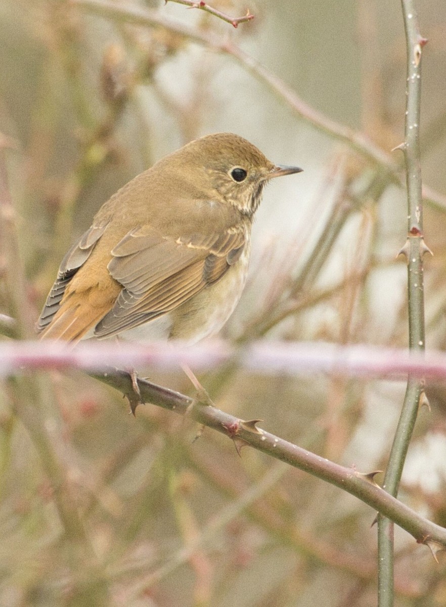 Zorzalito Colirrufo - ML647106398