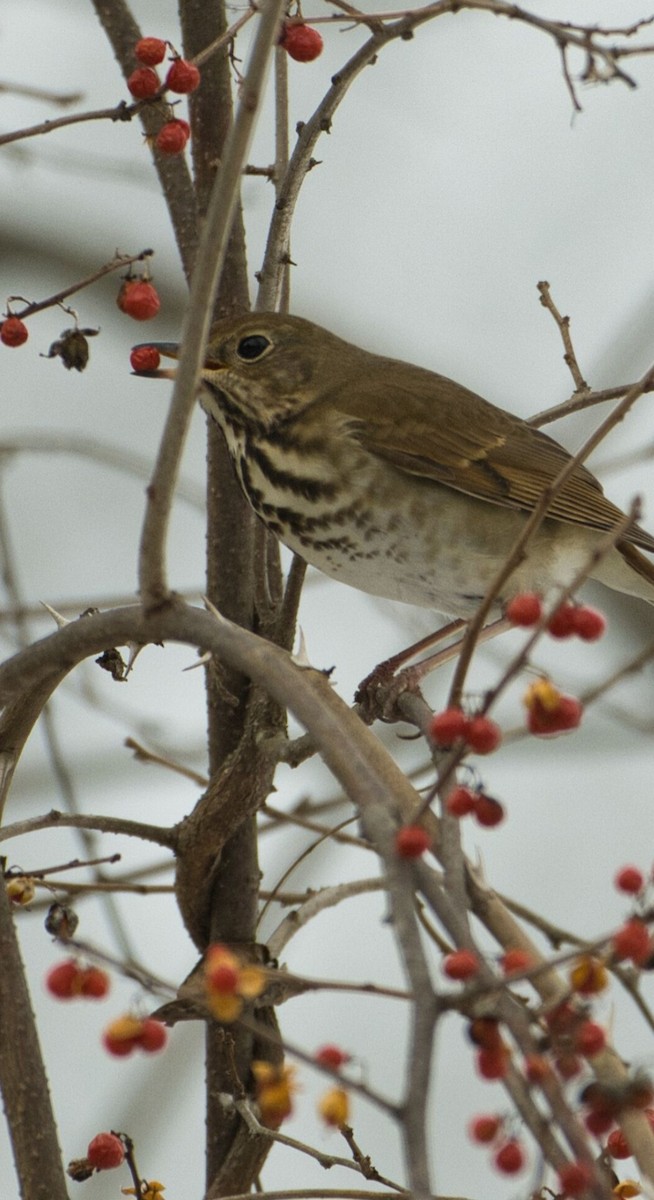 Zorzalito Colirrufo - ML647106399