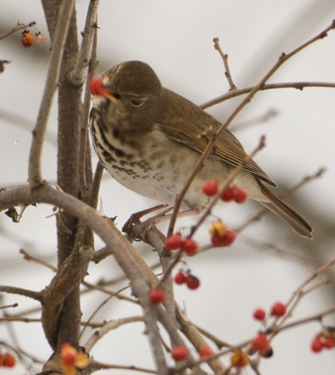 Zorzalito Colirrufo - ML647106400