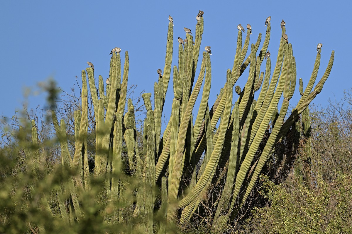 White-winged Dove - ML647106407