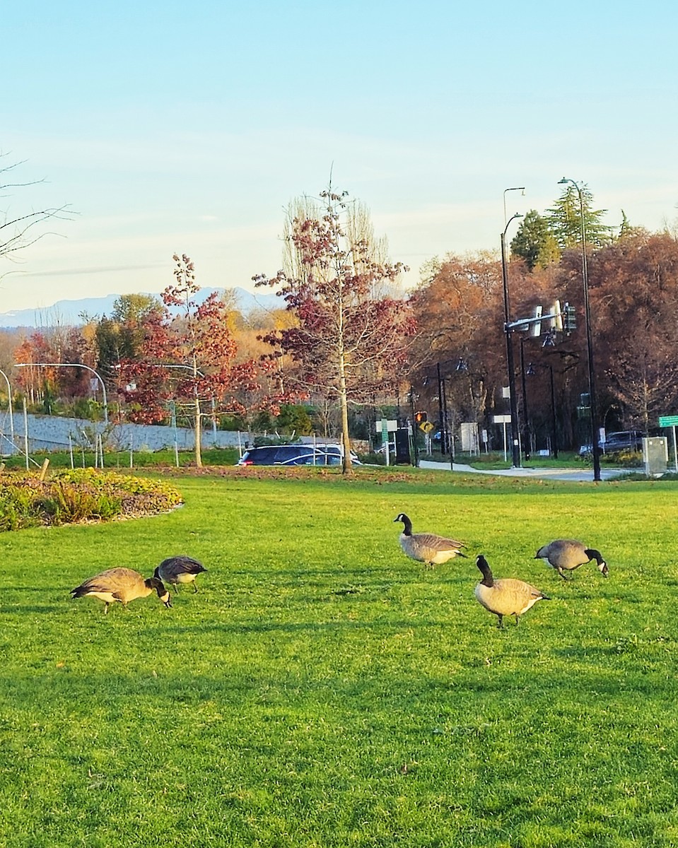 Canada Goose - ML647106409