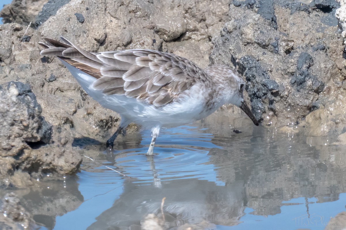 Little Stint - ML647106411