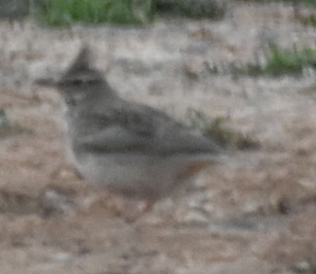 Crested Lark - ML647106415