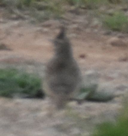 Crested Lark - ML647106416
