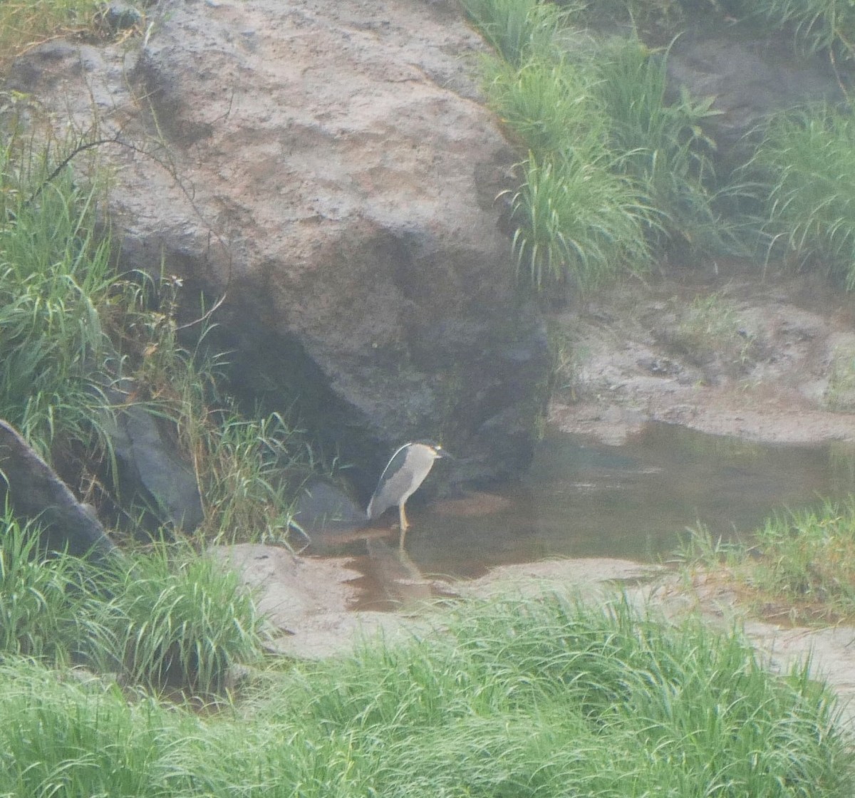 Black-crowned Night Heron - ML647106428