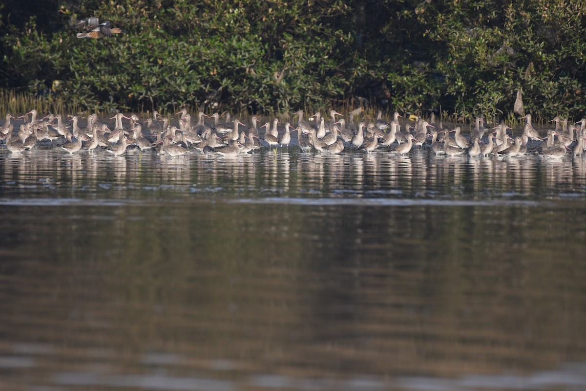 Black-tailed Godwit - ML647106452