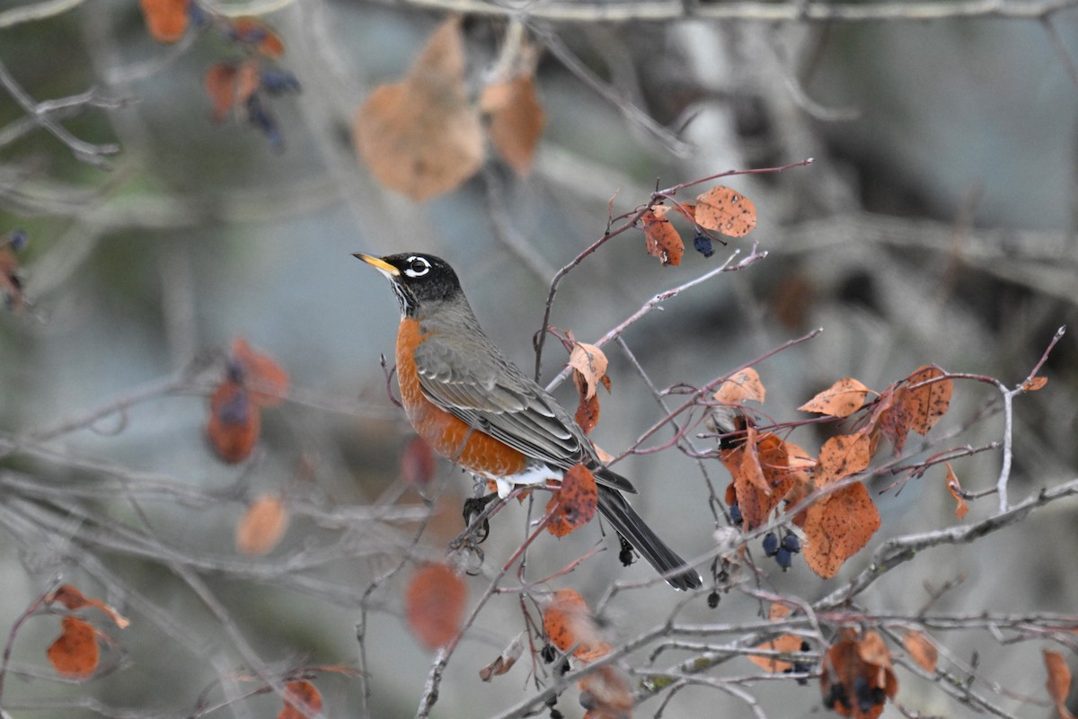 American Robin - ML647106453