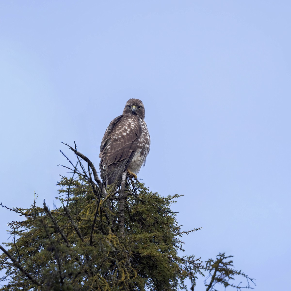 rødstjertvåk - ML647106458