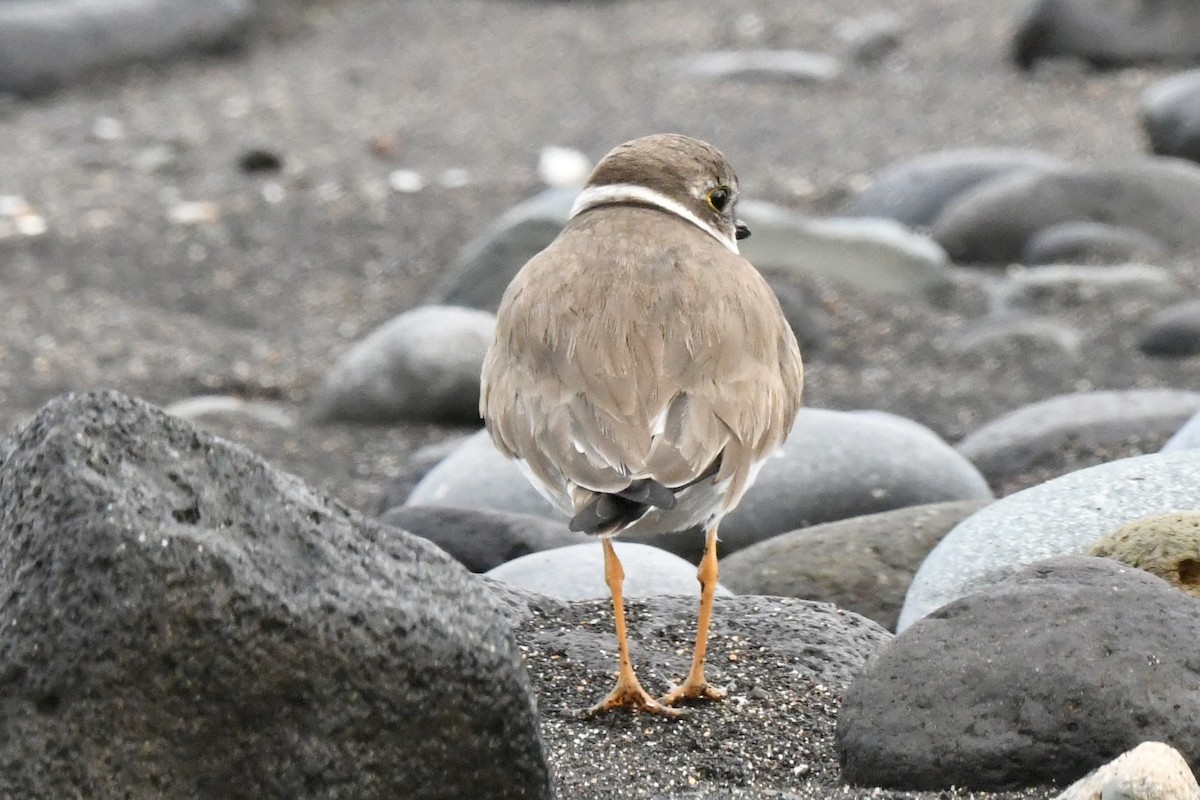 Semipalmated Plover - ML647106462