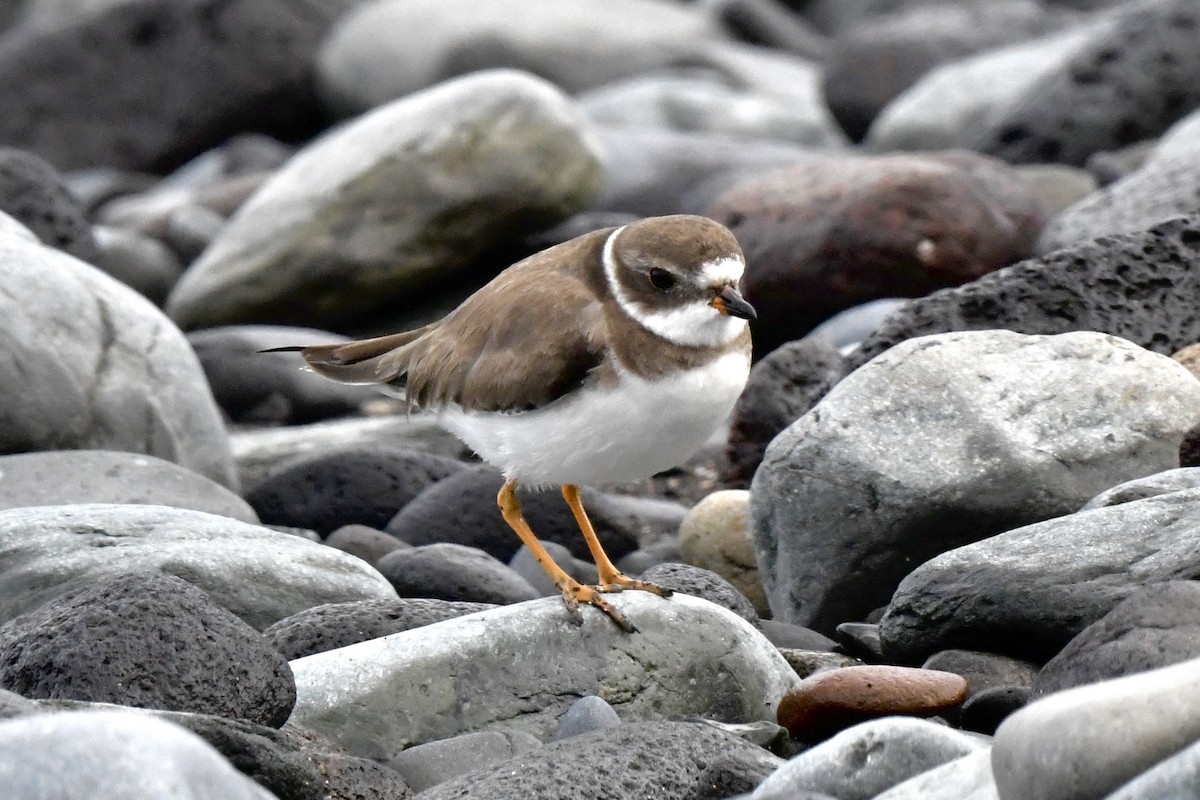 Semipalmated Plover - ML647106463