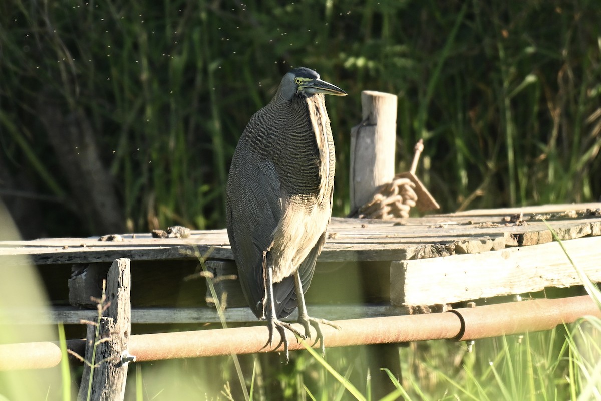 Bare-throated Tiger-Heron - ML647106465
