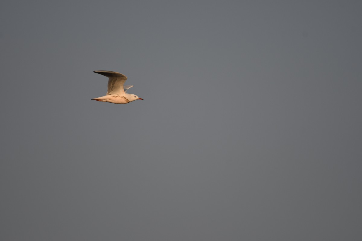Slender-billed Gull - ML647106475