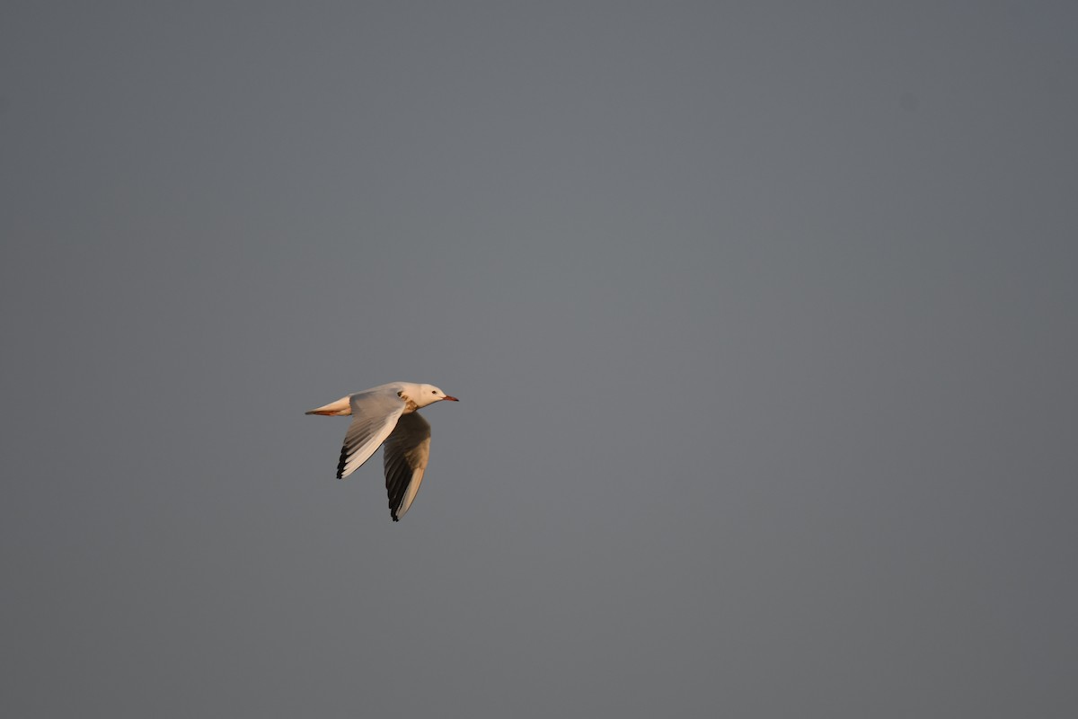 Slender-billed Gull - ML647106477