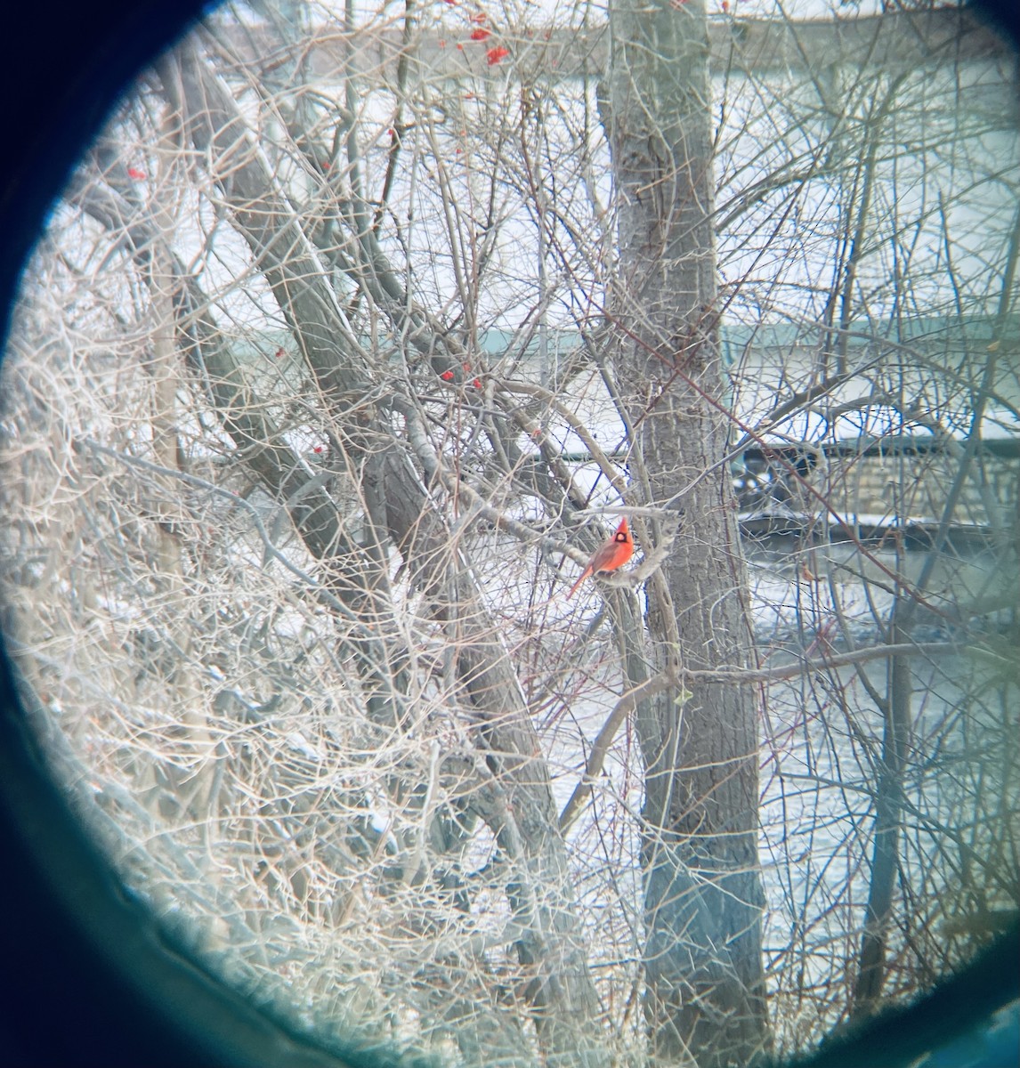 Cardinal rouge - ML647106481