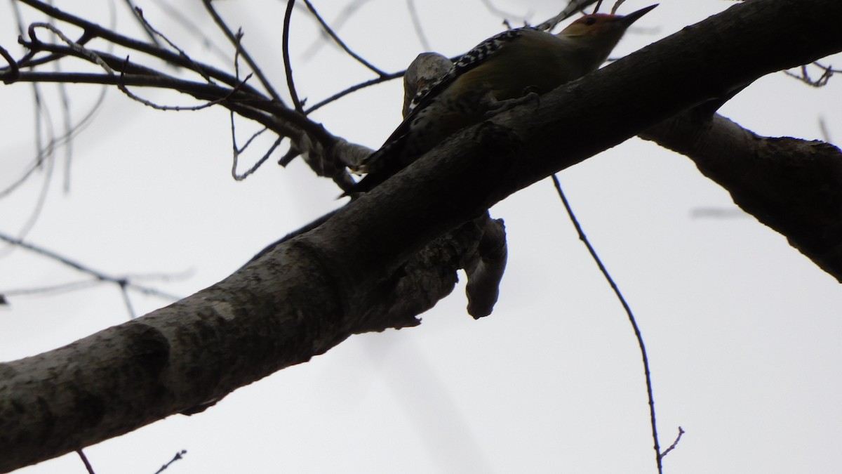 Red-bellied Woodpecker - ML647106484