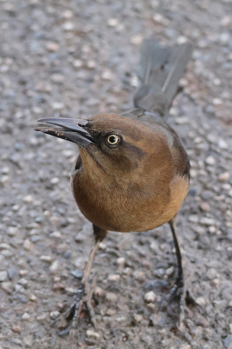 オナガクロムクドリモドキ - ML647106486