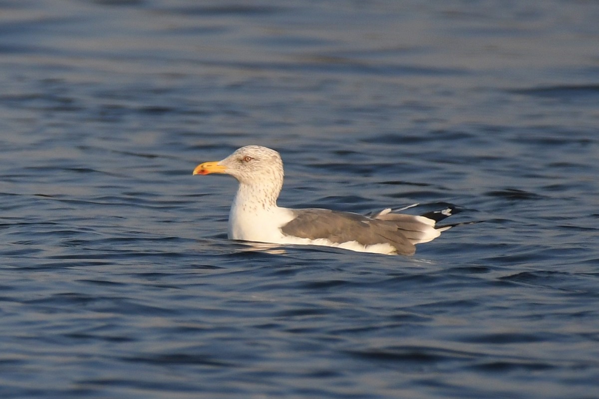 Lesser Black-backed Gull - ML647106491