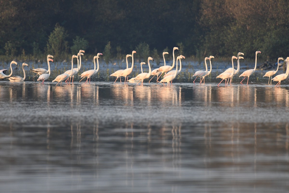 Greater Flamingo - ML647106497
