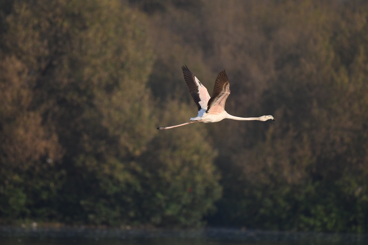 Greater Flamingo - ML647106498