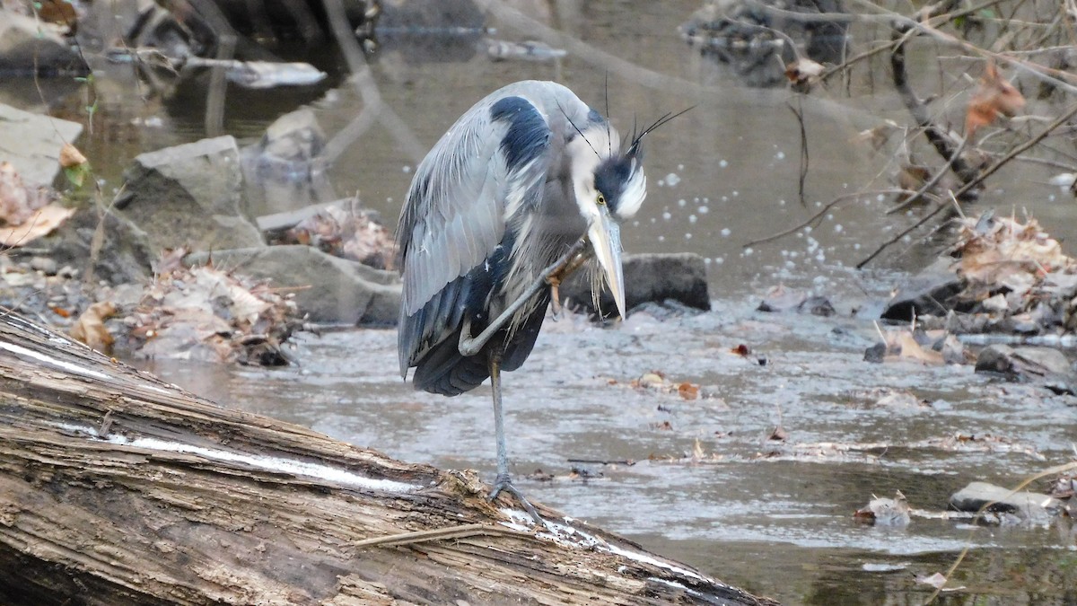 Great Blue Heron - ML647106501