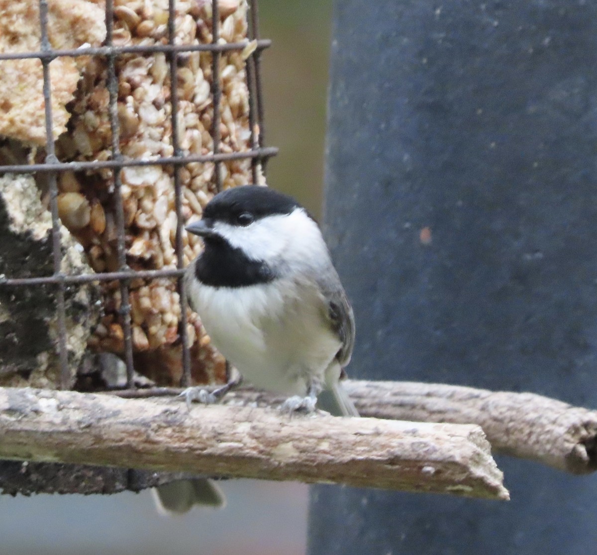 Гаїчка каролінська - ML647106505