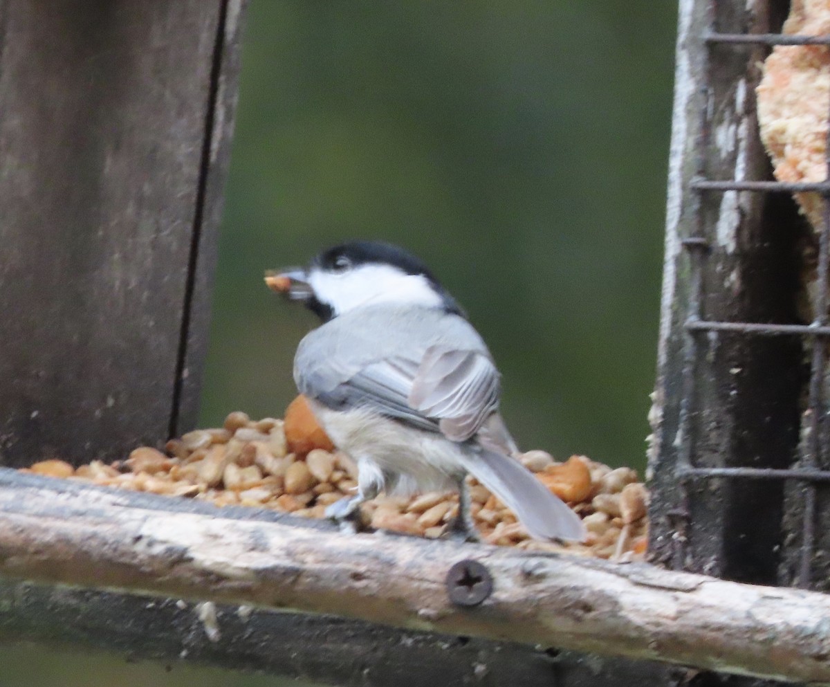 Гаїчка каролінська - ML647106506