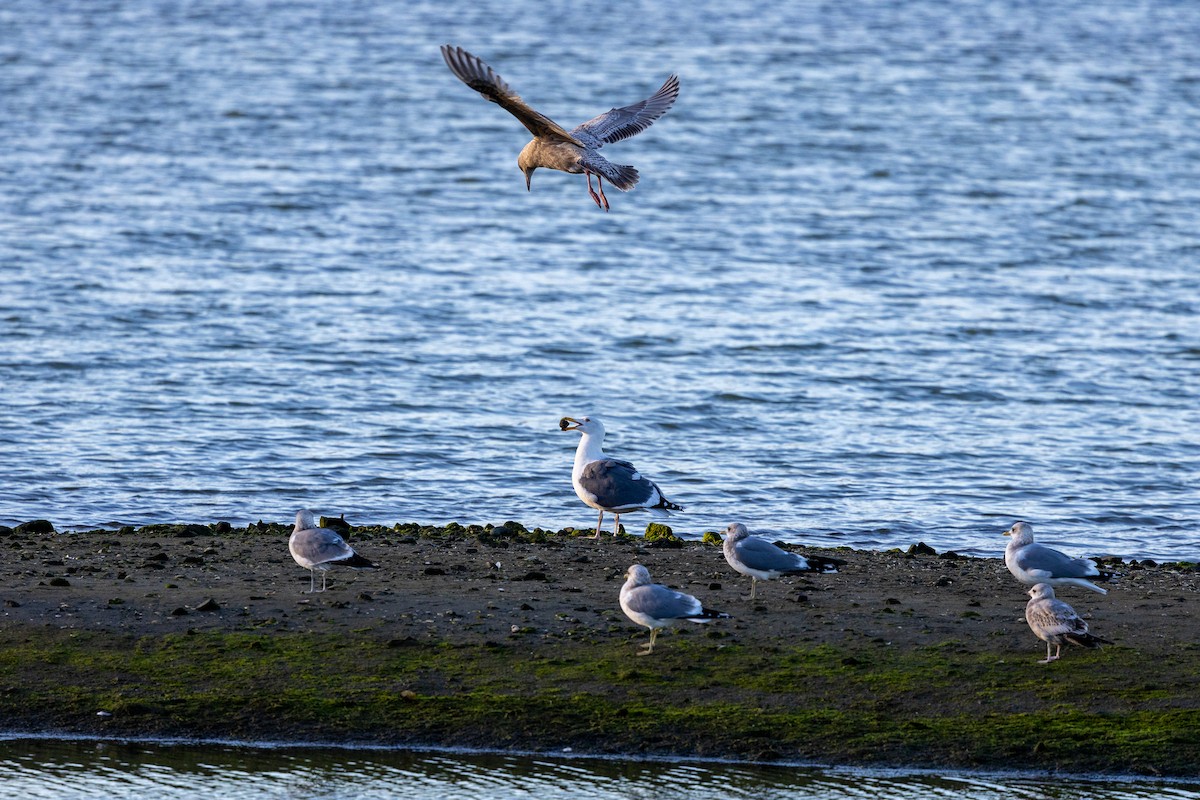 Batı Amerika Martısı - ML647106507