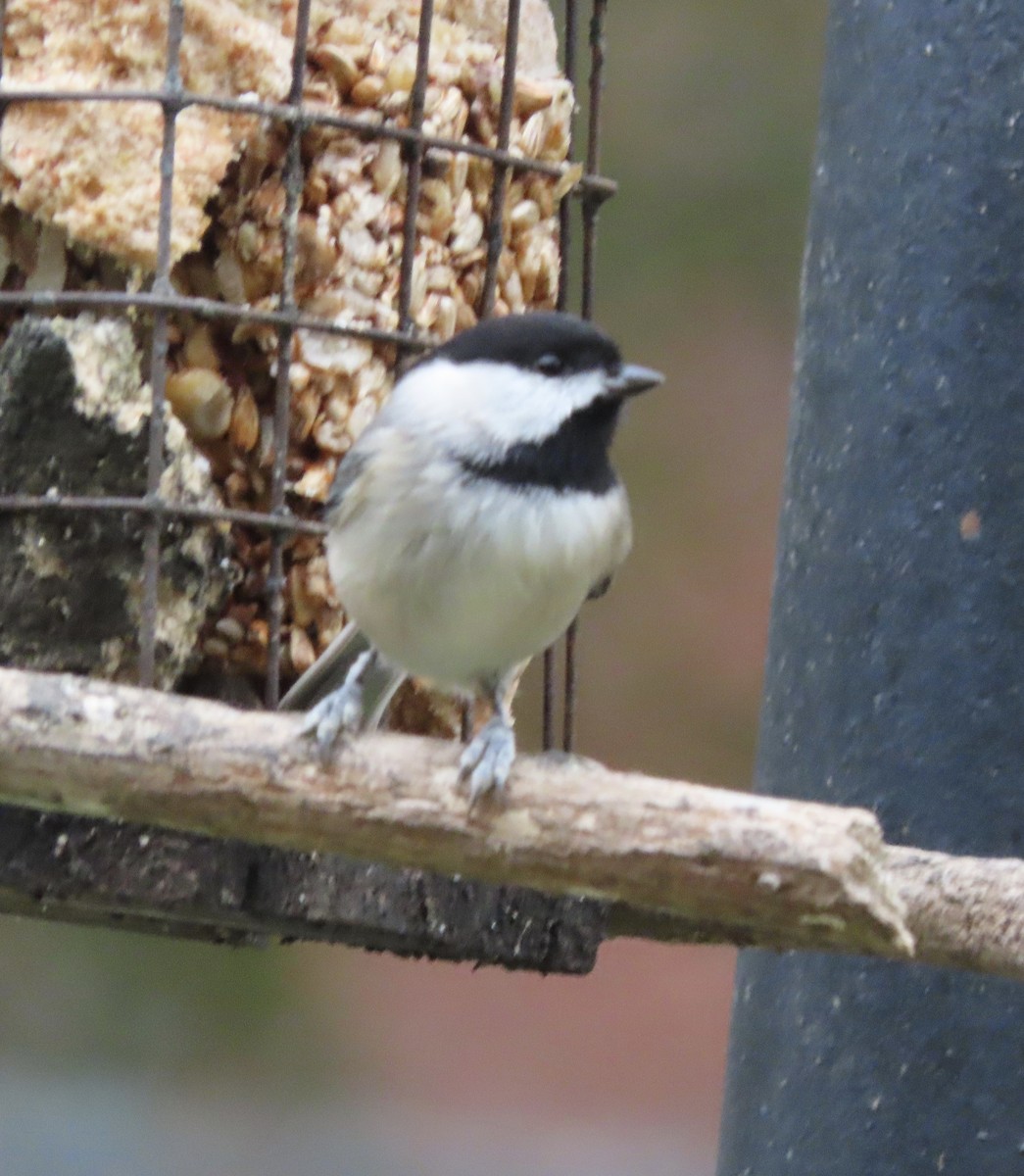 Гаїчка каролінська - ML647106508