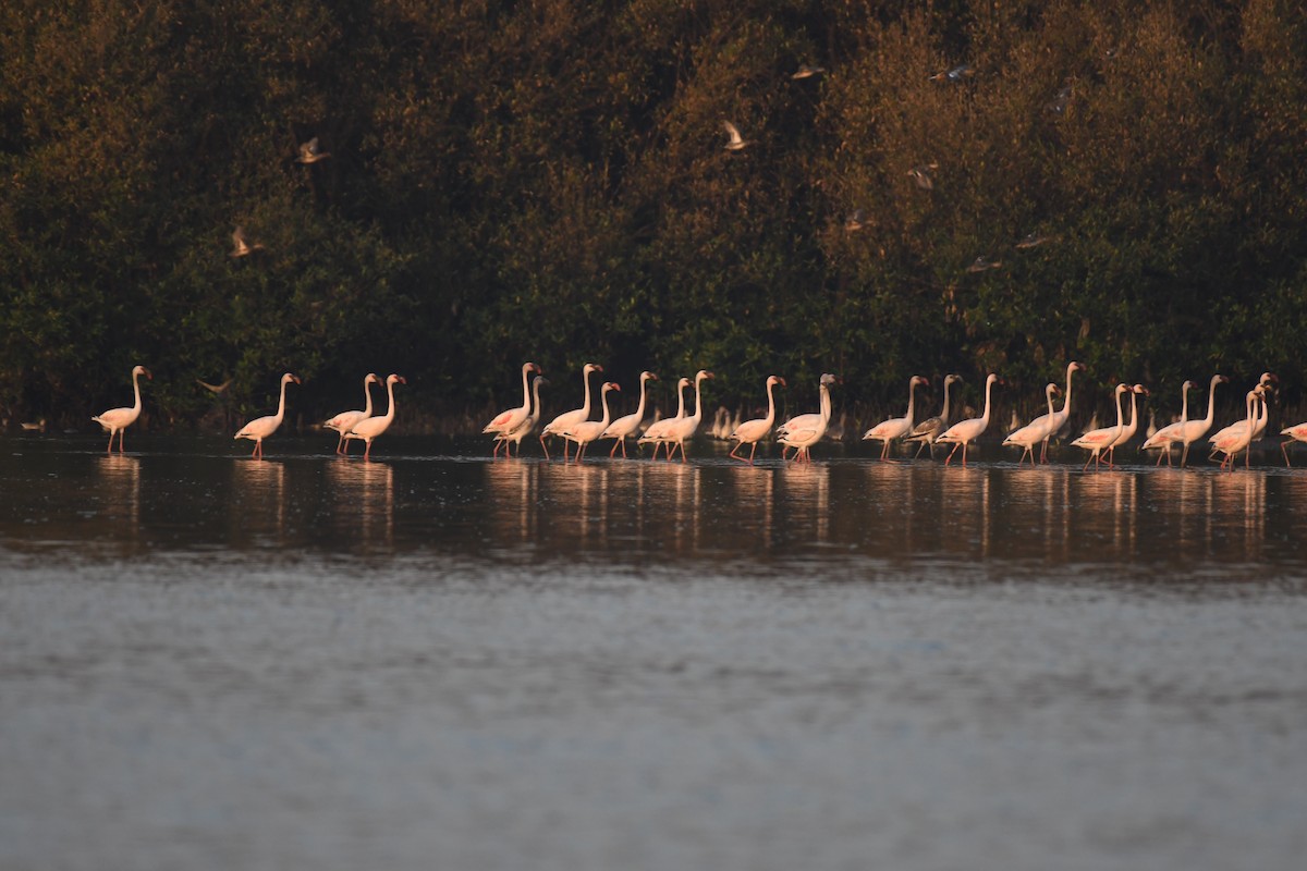 Lesser Flamingo - ML647106509