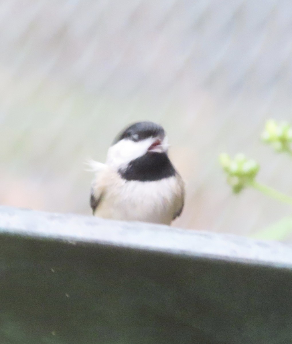 Гаїчка каролінська - ML647106510