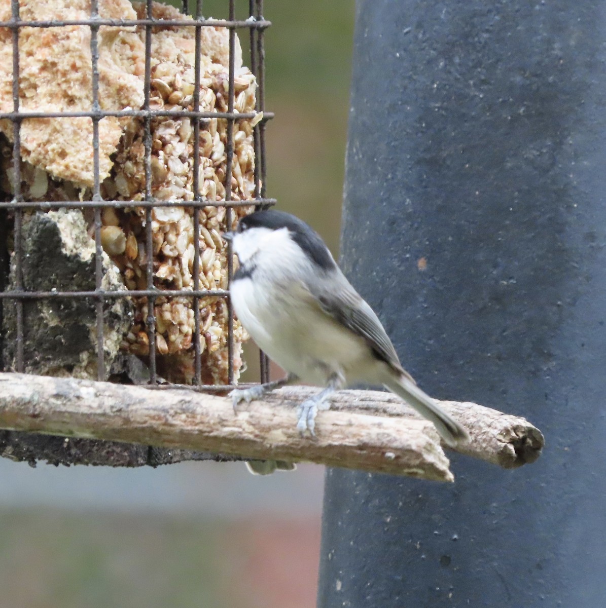 Гаїчка каролінська - ML647106511