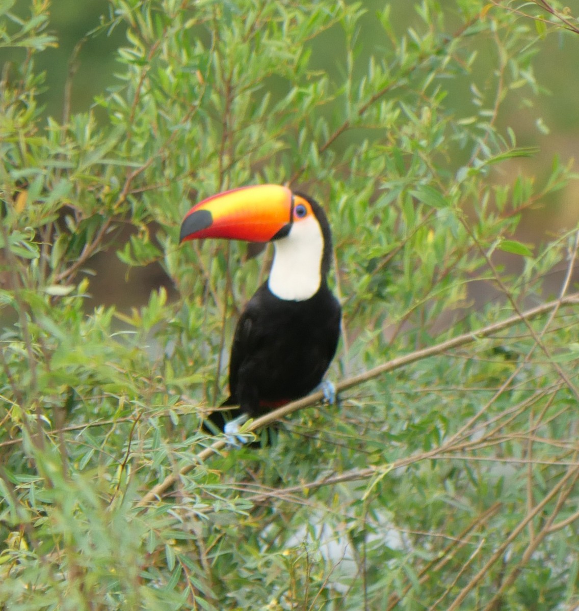 Toco Toucan - ML647106512