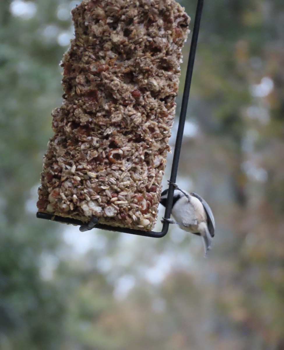 Гаїчка каролінська - ML647106513