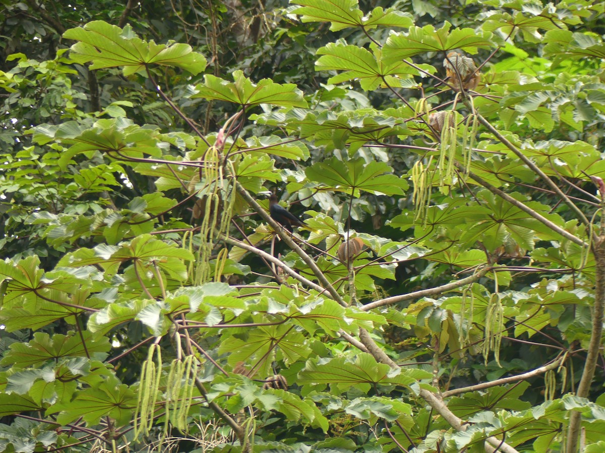 Chestnut-headed Oropendola - ML647106514