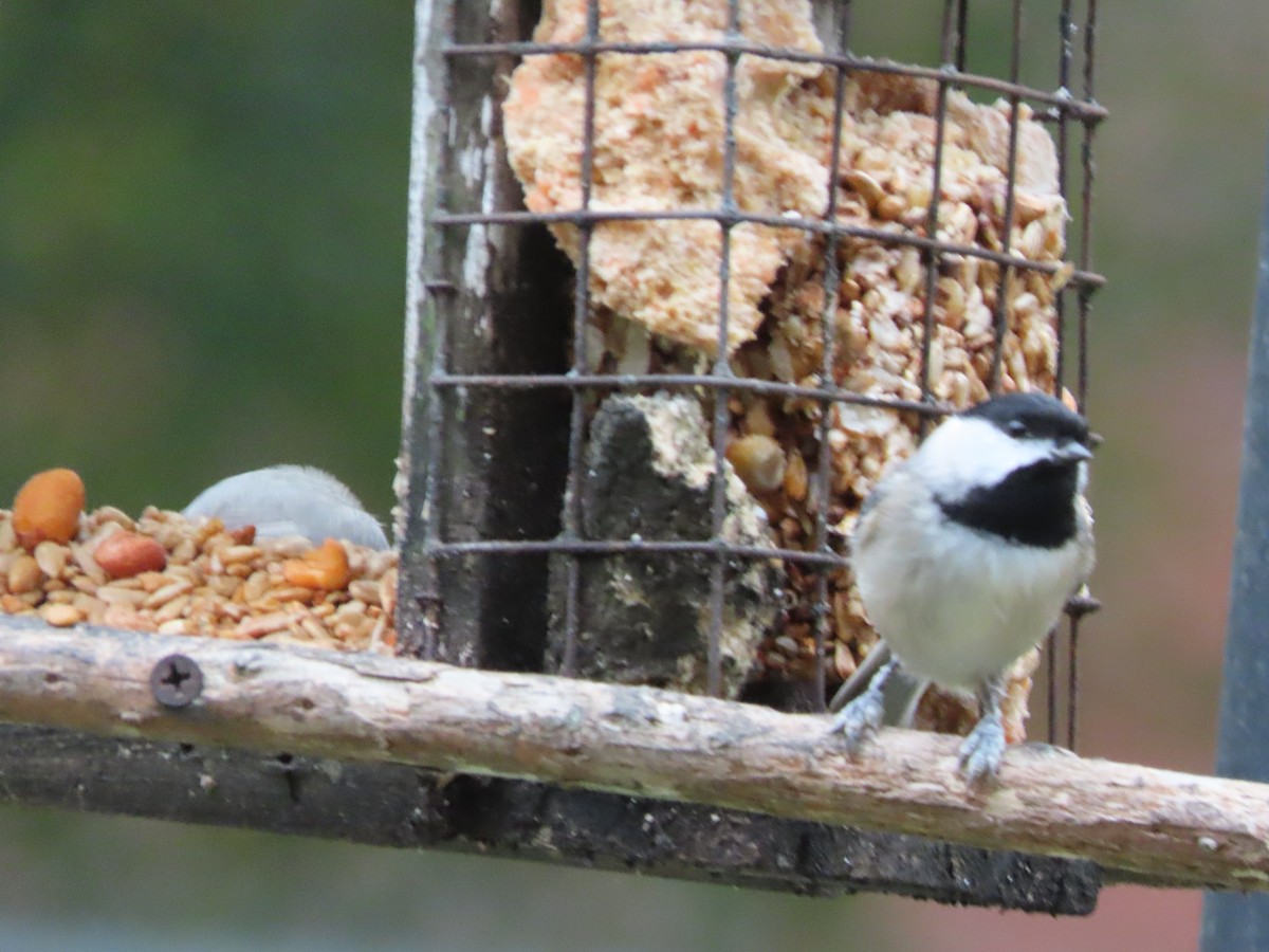 Гаїчка каролінська - ML647106515