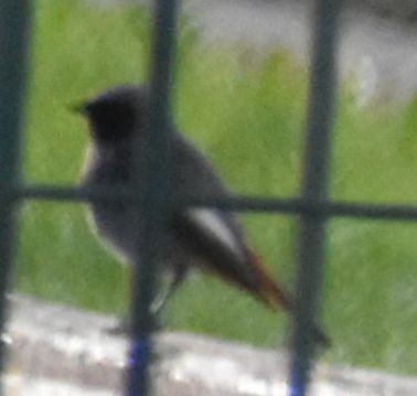 Black Redstart - ML647106518