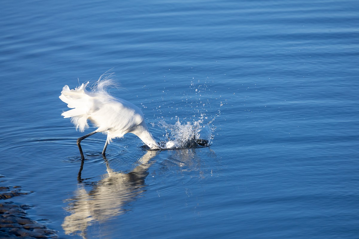 Büyük Ak Balıkçıl - ML647106519